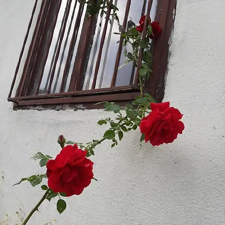 Eva Apartman Meduvrsje