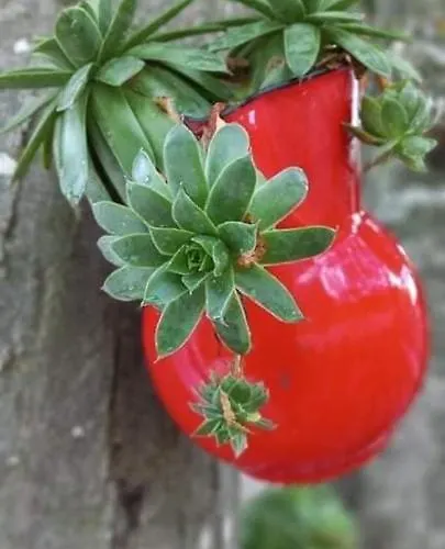 Eva Apartamento Meduvrsje